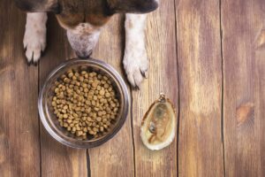 Kan hundar äta ostron