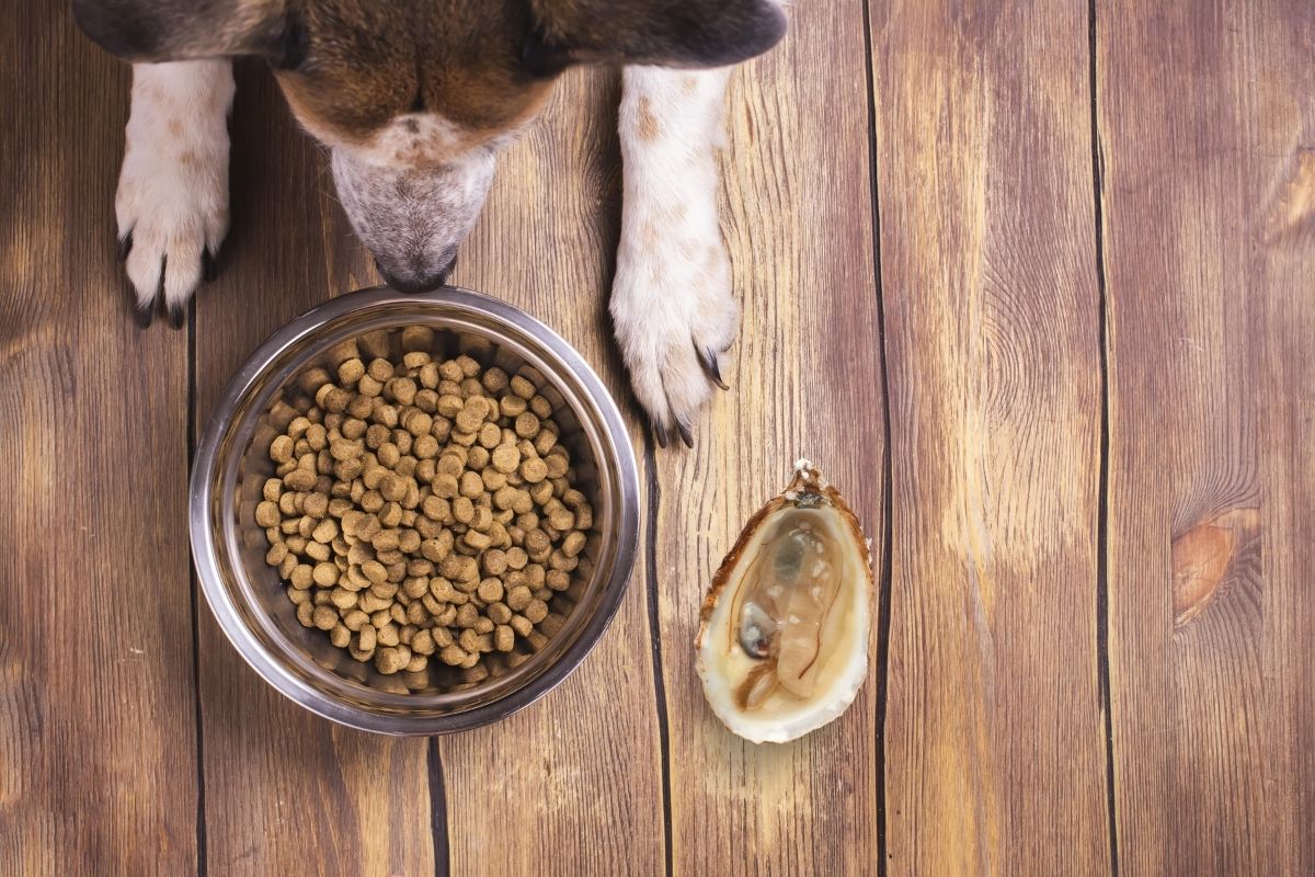 Kan hundar äta ostron, eller blir de sjuka av det?