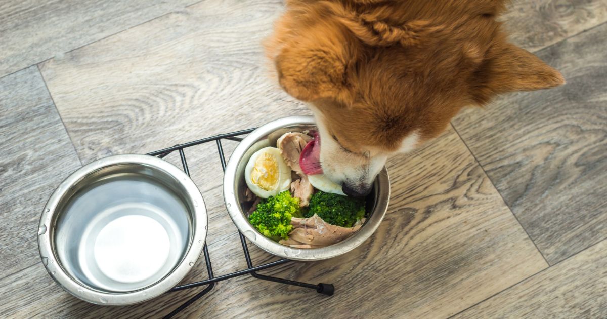Kan hundar äta broccoli? En djupdykning i hundars kosthållning