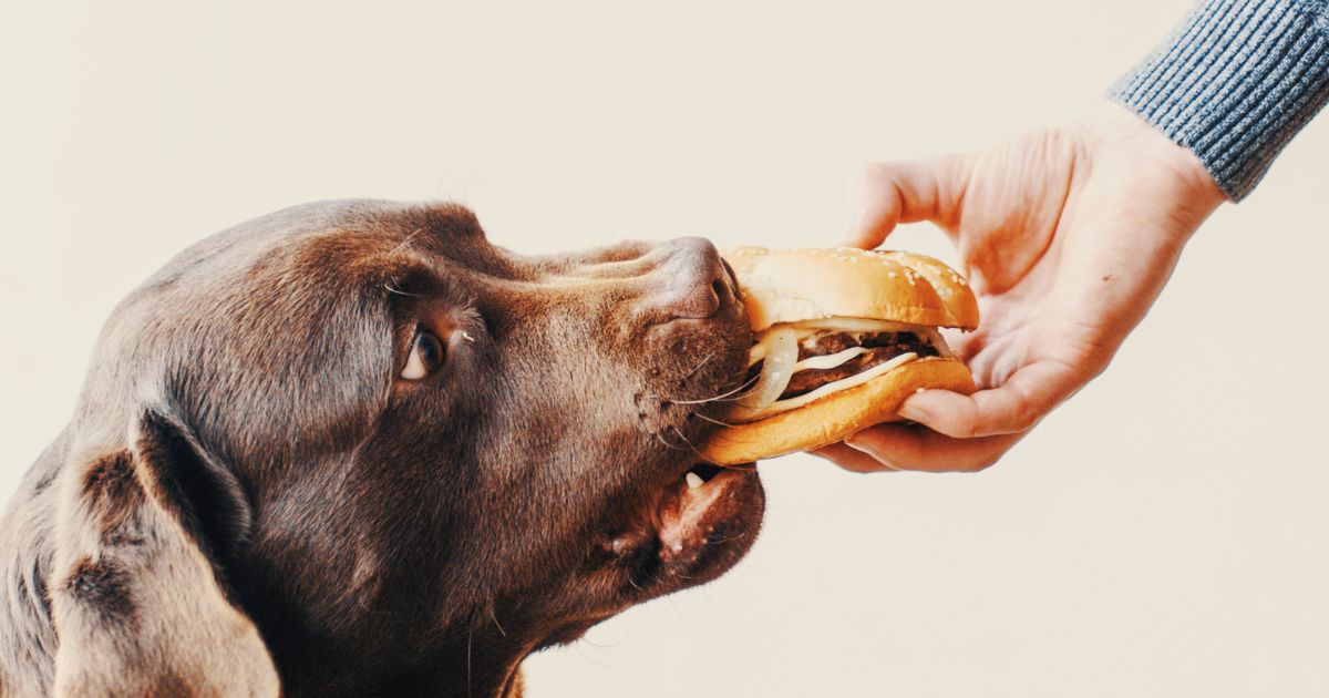 Kan hundar äta hamburgare? En Expertguide