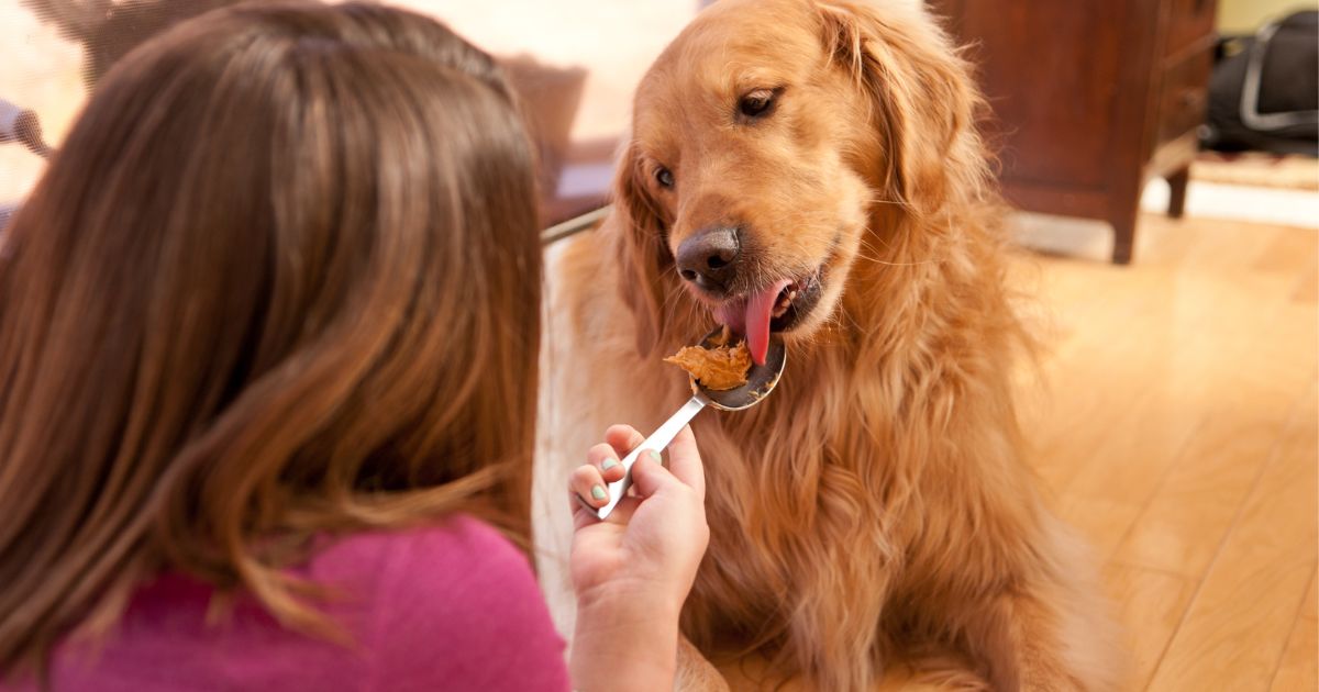 Kan hundar äta jordnötssmör?