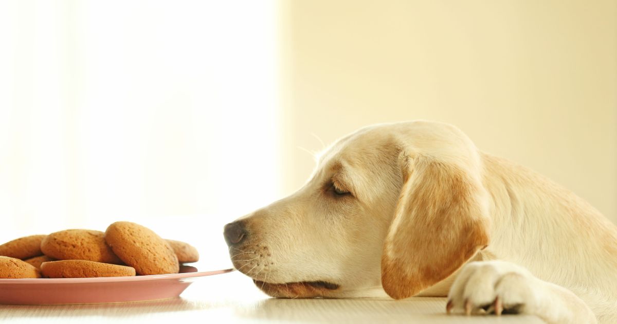 Kan hundar äta kakor? En Omfattande Guide