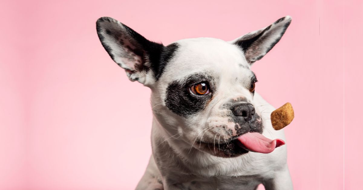 Kan hundar äta kex? En Djupdykning i Hundars Kexätande Vanor
