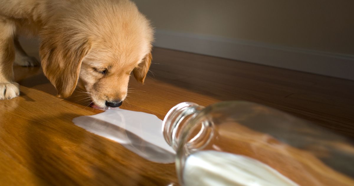Kan hundar äta mat med mjölk? – En djupgående guide
