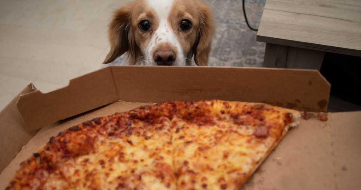 Kan hundar äta pizza? En djupdykning i hundars kosthållning