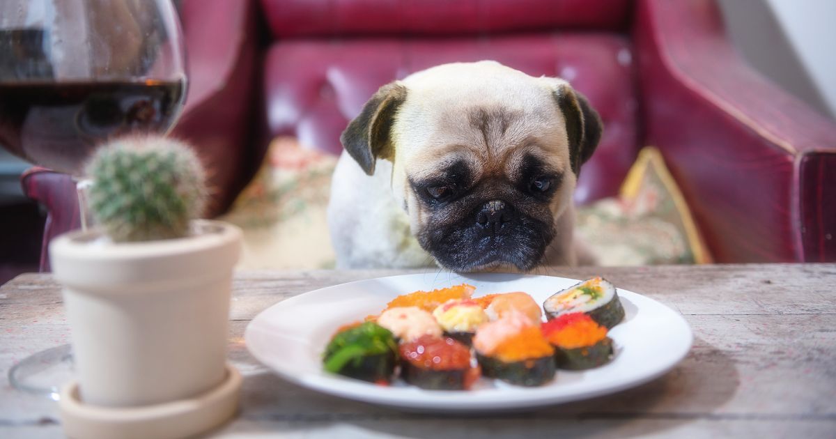Kan hundar äta sushi? En omfattande guide till säkerhetsåtgärder