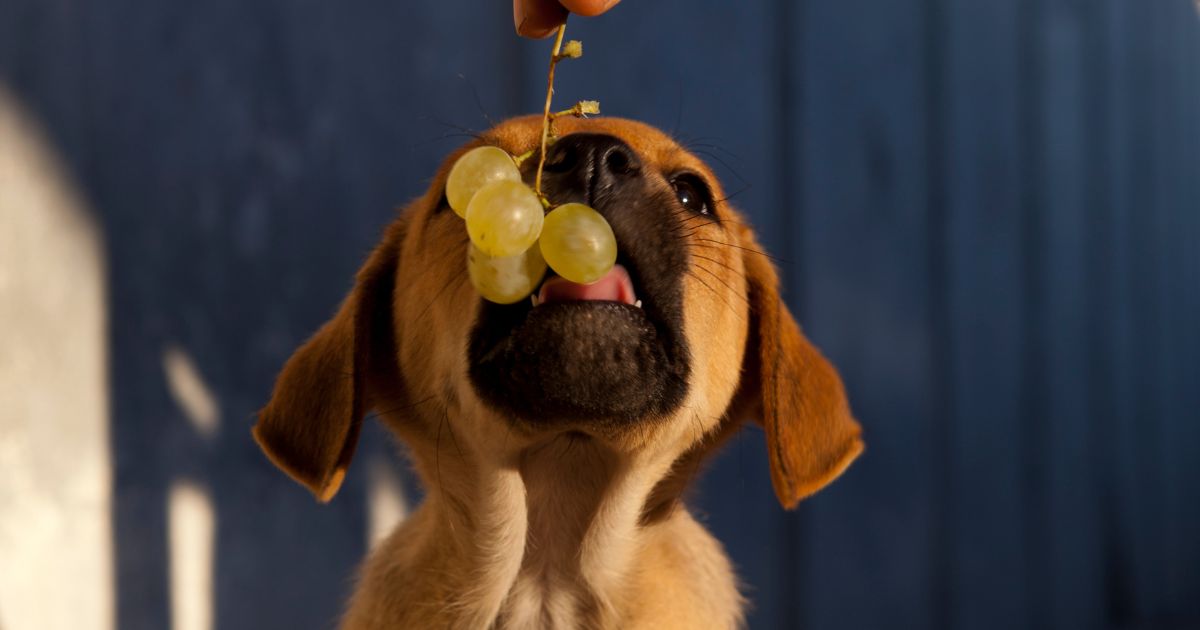 Kan hundar äta vindruvor? En Livsviktig Fråga