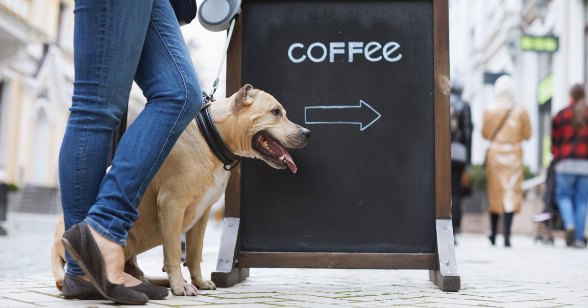 Kan hundar dricka kaffe? En Guide Till Att Förstå Riskerna
