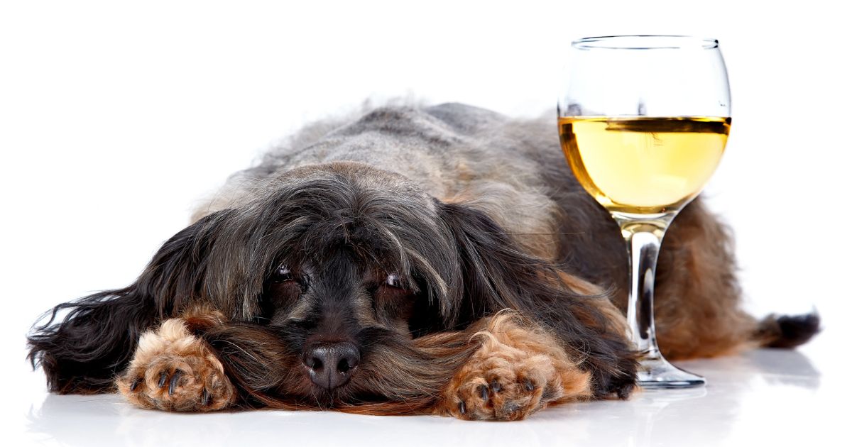 Kan hundar dricka vin? En Djupgående Analys