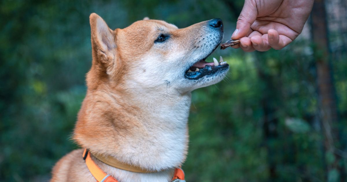 Hälsosamma Godsaker för Hunden: En Guide till Lyckliga och Friska Husdjur