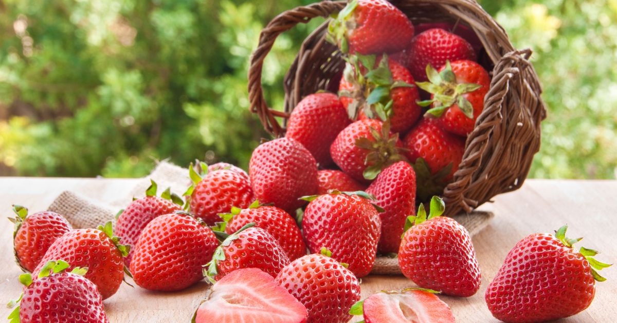 Kan hundar äta jordgubbar? En Guide till Frukt och Fyrbenta Vänner